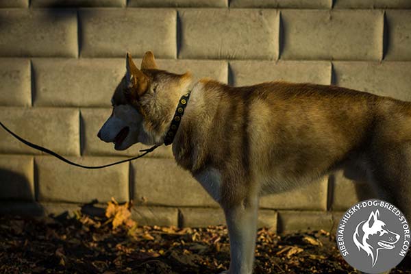 Siberian Husky black leather collar with corrosion resistant hardware for basic training