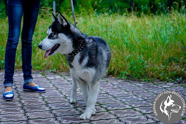 Siberian Husky black leather collar with corrosion resistant hardware for basic training