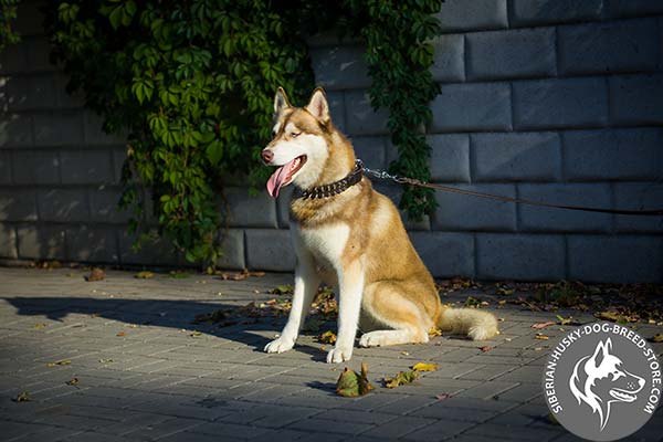 Siberian Husky black leather collar with duly riveted hardware for any activity