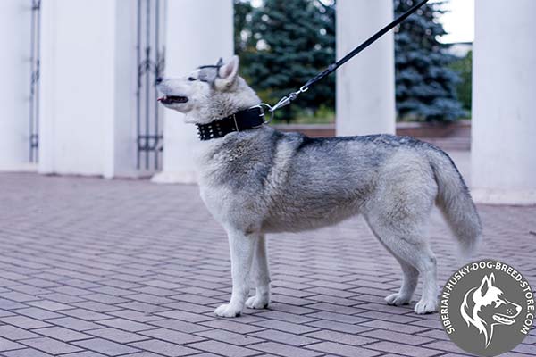 Siberian Husky black leather collar of classic design with d-ring for leash attachment for improved control