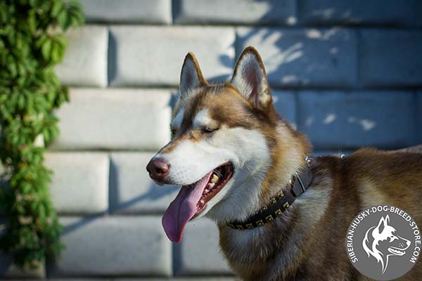 Siberian Husky black leather collar with corrosion resistant fittings for daily activity