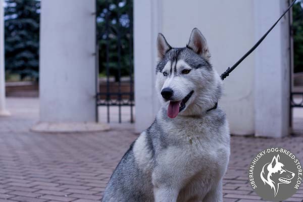 Siberian Husky black leather collar with rust-proof fittings for walking