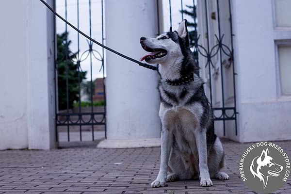 Siberian Husky black leather collar with reliable nickel plated hardware for improved control