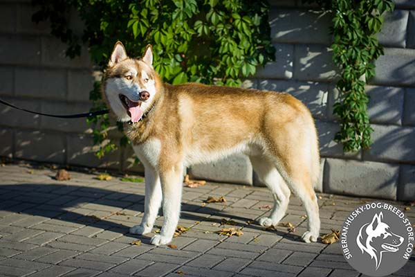 Siberian Husky black leather collar with rust-resistant fittings for professional use