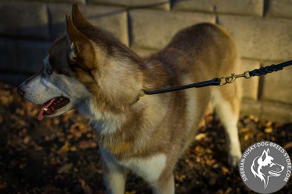 Siberian Husky black leather collar with corrosion resistant fittings for quality control