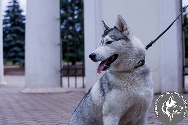 Siberian Husky black leather collar with rust-free plates for any activity