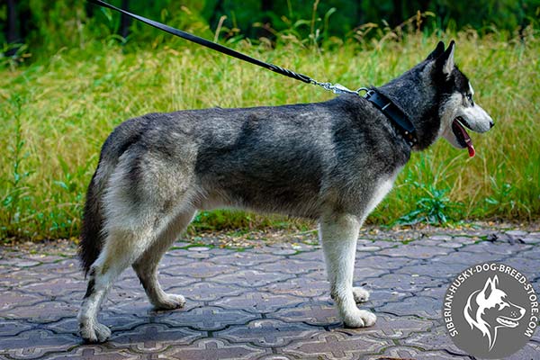 Siberian Husky black leather collar with rust-resistant hardware for quality control