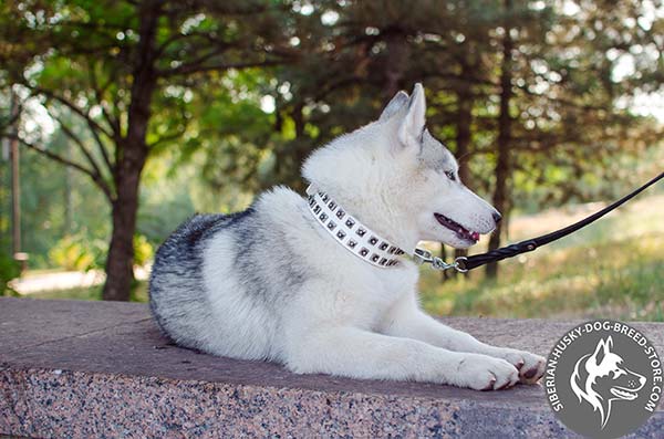 Siberian Husky white leather collar with rust-proof hardware for professional use