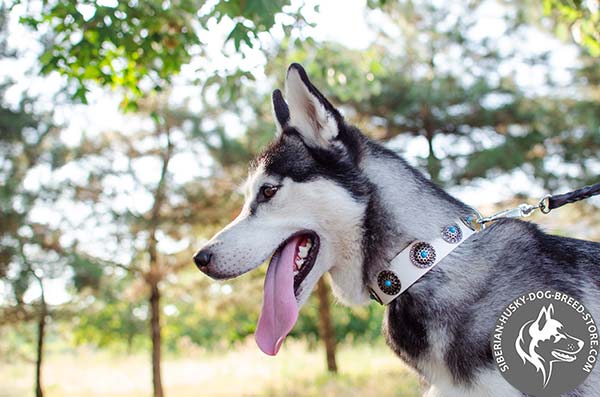 Siberian Husky white leather collar with non-corrosive nickel plated hardware for daily walks
