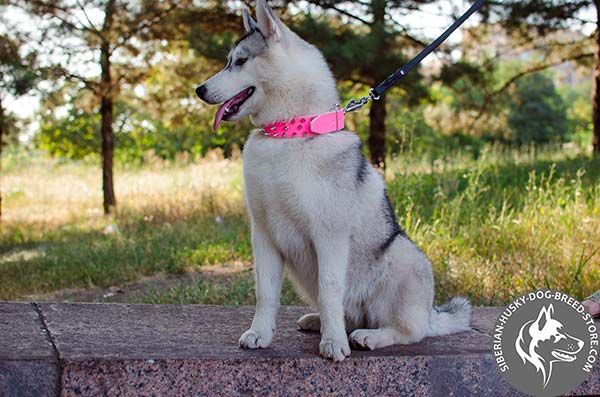 Siberian Husky pink leather collar with durable nickel plated hardware for daily activity
