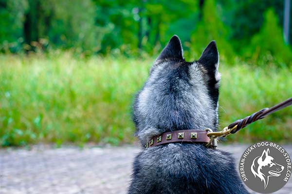 Siberian Husky tan leather collar with non-corrosive studs for quality control