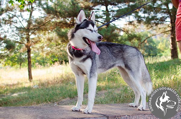 Siberian Husky pink leather collar with rust-resistant plates for stylish walks