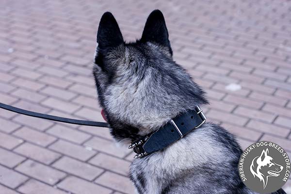 Siberian Husky black leather collar of lightweight material with d-ring for leash attachment for any activity
