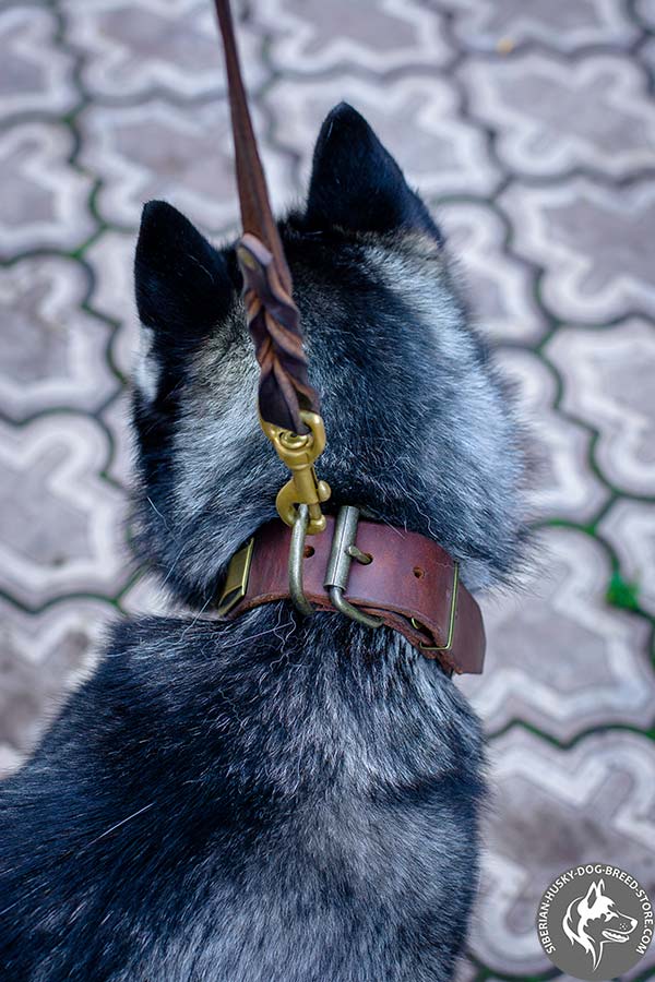 Siberian Husky brown leather collar with rustless hardware for professional use