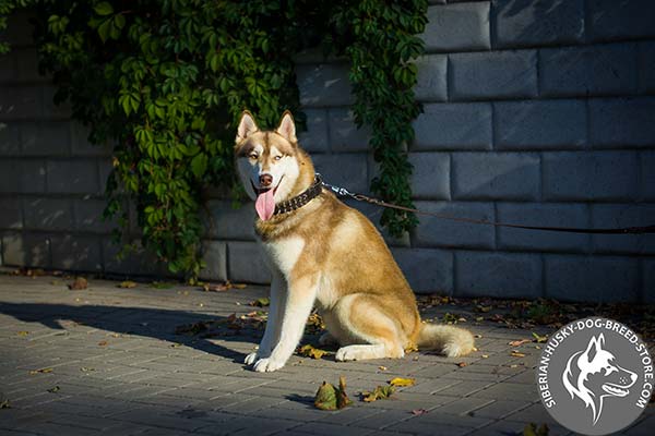 Siberian Husky black leather collar with corrosion resistant hardware for professional use