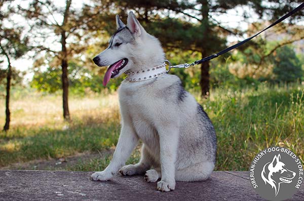 Siberian Husky white leather collar with corrosion resistant spikes for any activity