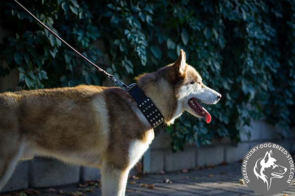 Siberian Husky brown leather collar with duly riveted hardware for professional use