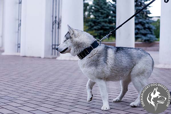 Siberian Husky black leather collar with non-corrosive fittings for professional use