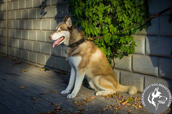 Siberian Husky brown leather collar with rust-resistant fittings for perfect control