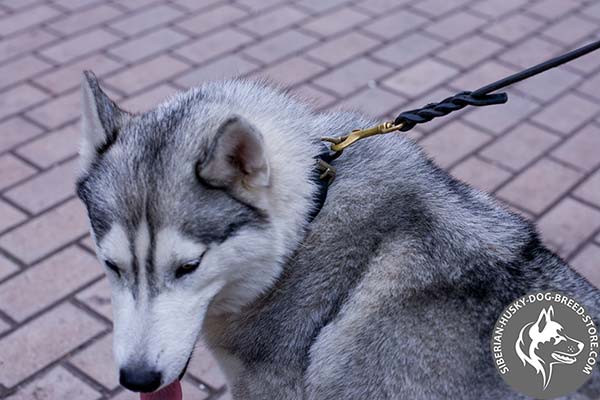 Siberian Husky black leather collar with durable brass plated hardware for daily walks