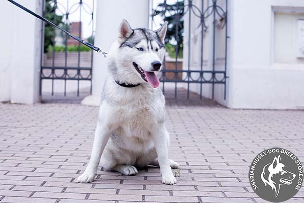 Siberian Husky black leather collar with corrosion resistant hardware for daily walks