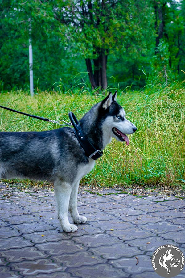 Siberian Husky black leather collar with rustless fittings for daily walks