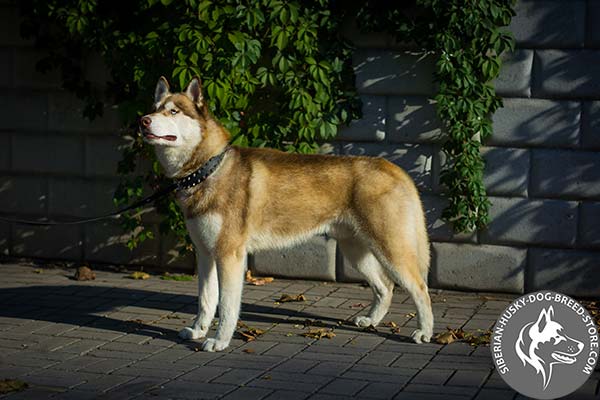 Siberian Husky black leather collar of high quality with d-ring for leash attachment for quality control