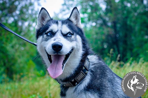 Siberian Husky black leather collar of lightweight material with nickel plated hardware for professional use