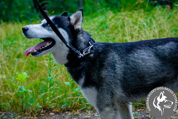 Siberian Husky black leather collar with reliable nickel plated hardware for walking