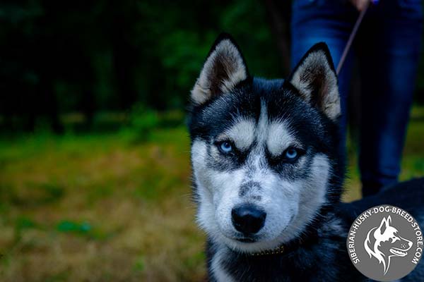 Siberian Husky brown leather collar of high quality with traditional buckle for basic training