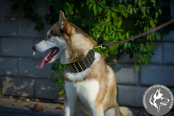 Siberian Husky brown leather collar with non-corrosive fittings for daily walks
