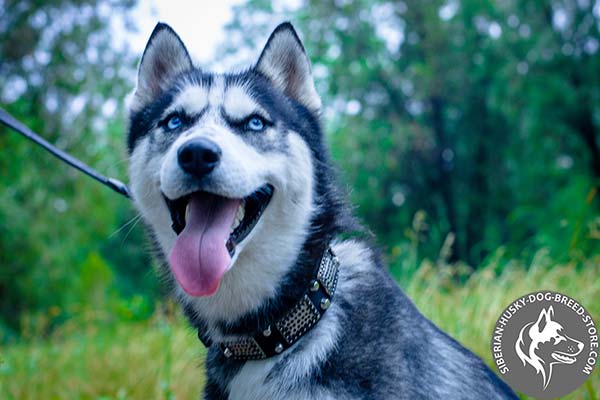 Siberian Husky black leather collar of high quality with traditional buckle for daily activity