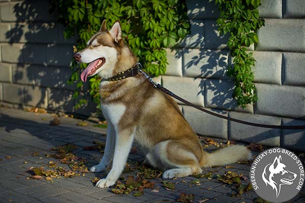 Siberian Husky black leather collar of classic design with studs for basic training