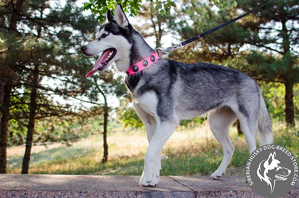 Siberian Husky pink leather collar of lightweight material with traditional buckle for any activity