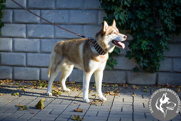 Siberian Husky brown leather collar with rustless hardware for better comfort