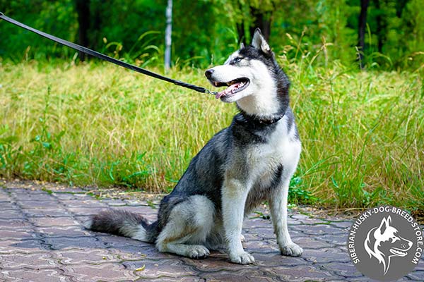 Siberian Husky black leather collar with reliable hardware for perfect control