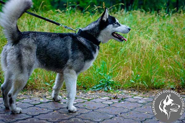 Siberian Husky black leather collar of high quality with d-ring for leash attachment for any activity