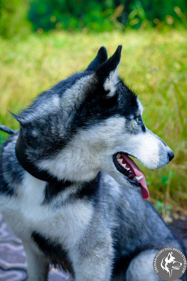 Siberian Husky black leather collar of lightweight material with d-ring for leash attachment for stylish walks