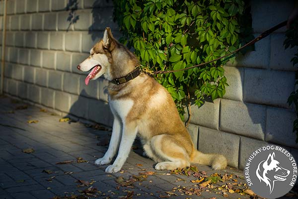 Siberian Husky brown leather collar with rustless fittings for any activity