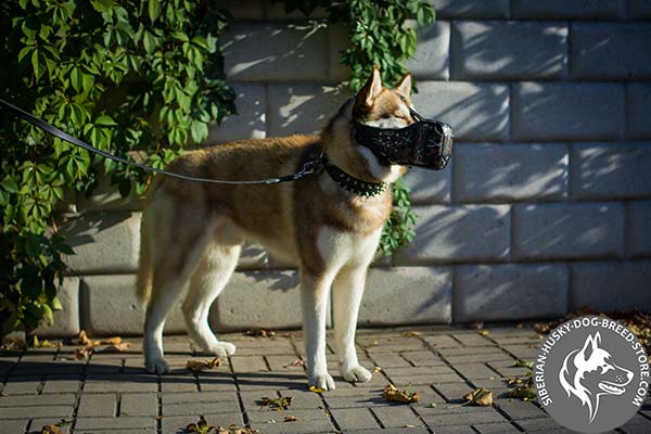 Siberian Husky black leather collar with rust-resistant hardware for professional use