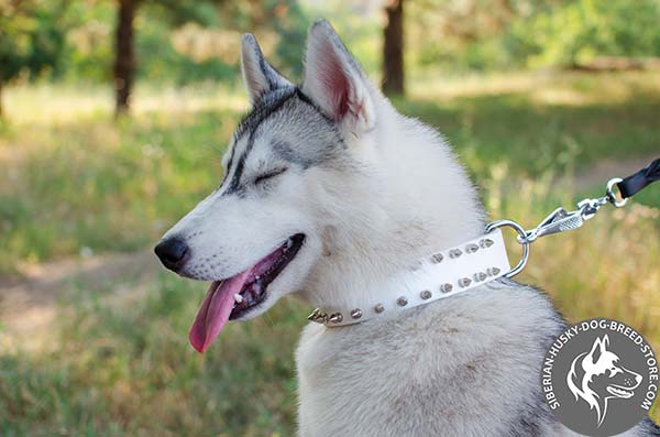 Siberian Husky white leather collar with reliable hardware for quality control