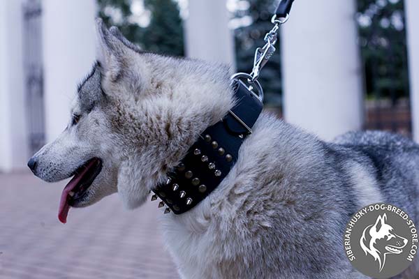 Siberian Husky black leather collar with non-corrosive hardware for basic training