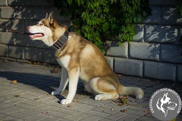 Siberian Husky brown leather collar with rust-resistant hardware for basic training