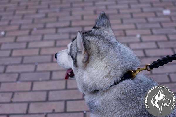 Siberian Husky black leather collar with rust-resistant hardware for basic training