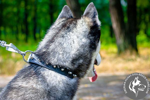 Siberian Husky black leather collar with rust-proof fittings for basic training