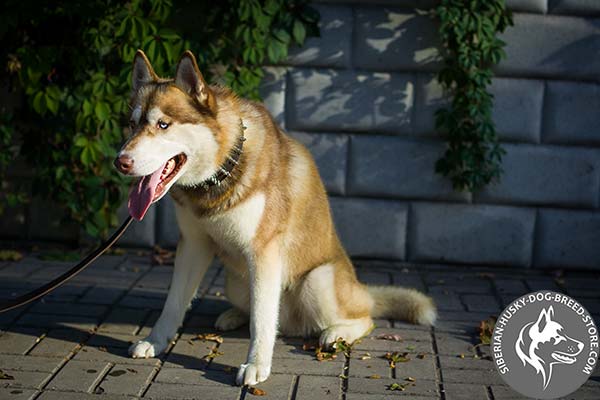 Siberian Husky black leather collar with durable fittings for any activity