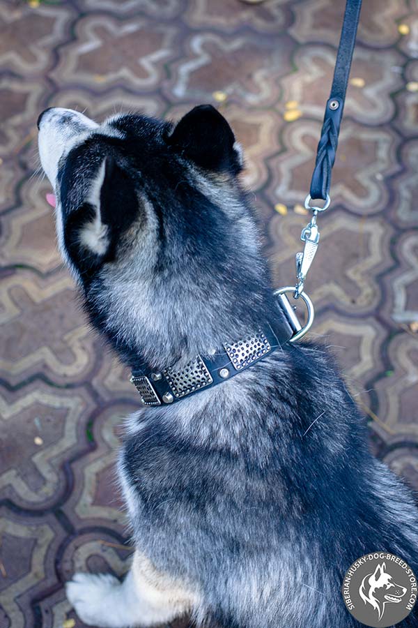 Siberian Husky black leather collar with strong nickel plated hardware for improved control