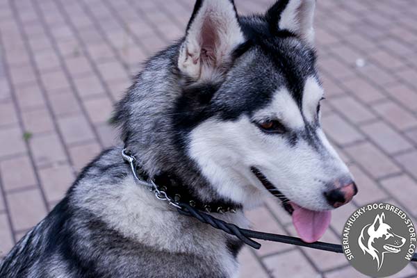Siberian Husky black leather collar with non-corrosive fittings for professional use
