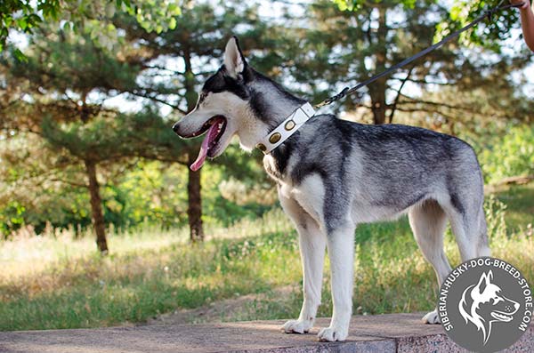 Siberian Husky white leather collar of high quality with d-ring for leash attachment for professional use