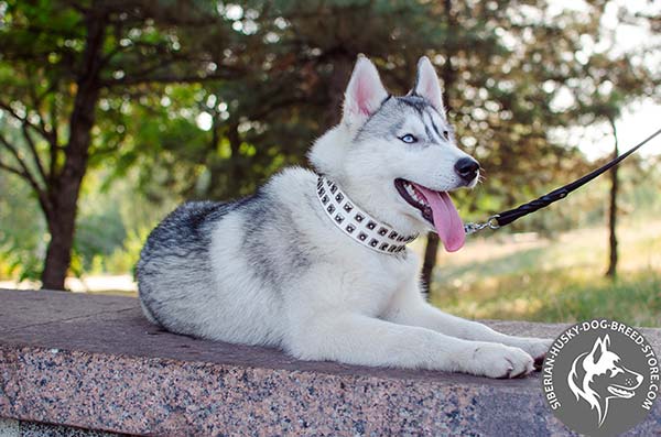 Siberian Husky white leather collar of high quality with d-ring for leash attachment for quality control